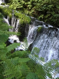 白糸の滝 白糸の滝の写真