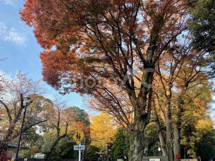 公園近くの紅葉した街路樹 紅葉,街路樹,公園の写真素材