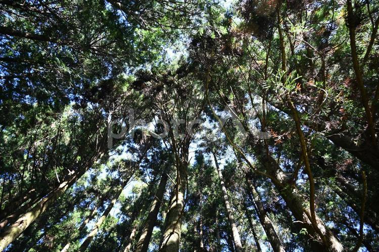 見上げる木 森,林,木の写真素材
