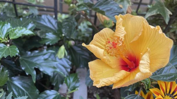 ハイビスカス 黄色① ハイビスカス 黄色① 花,植物,ハイビスカスの写真素材