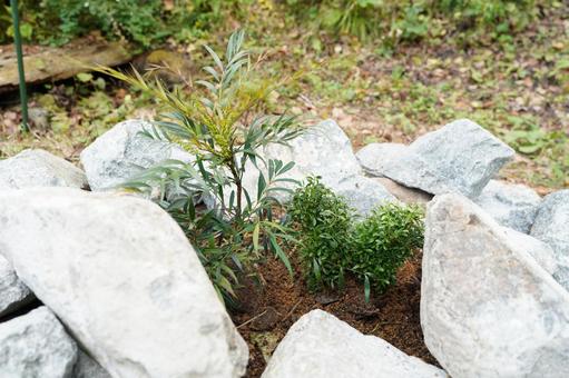 ロックガーデン　マホニア&クサツゲの写真