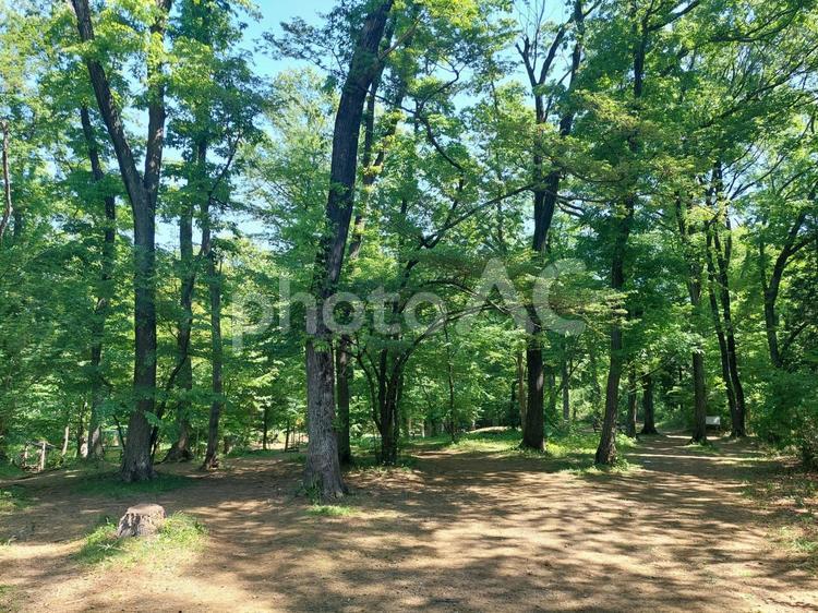 初夏の新緑の森 新緑,緑,グリーンの写真素材