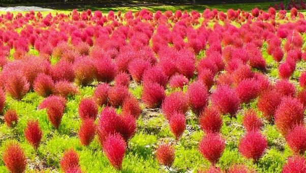 ゆにガーデンのコキア コキア,ゆにガーデン,赤いの写真素材