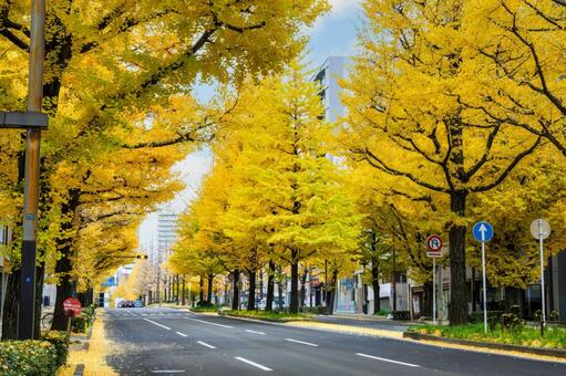 イチョウ並木⑹ イチョウ,黄葉,並木の写真素材
