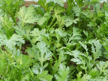 春菊 春菊,野菜,家庭菜園の写真素材