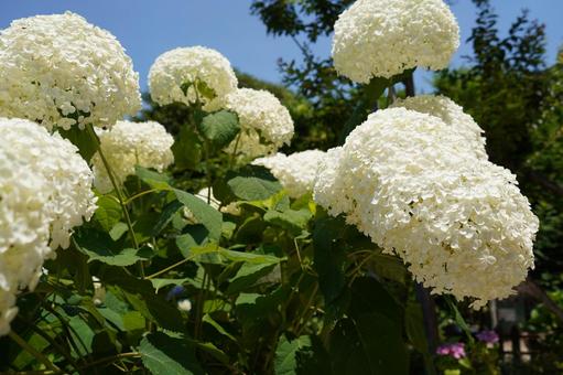 Hydrangea "Annabell", JPG Hydrangea "Annabell", JPG