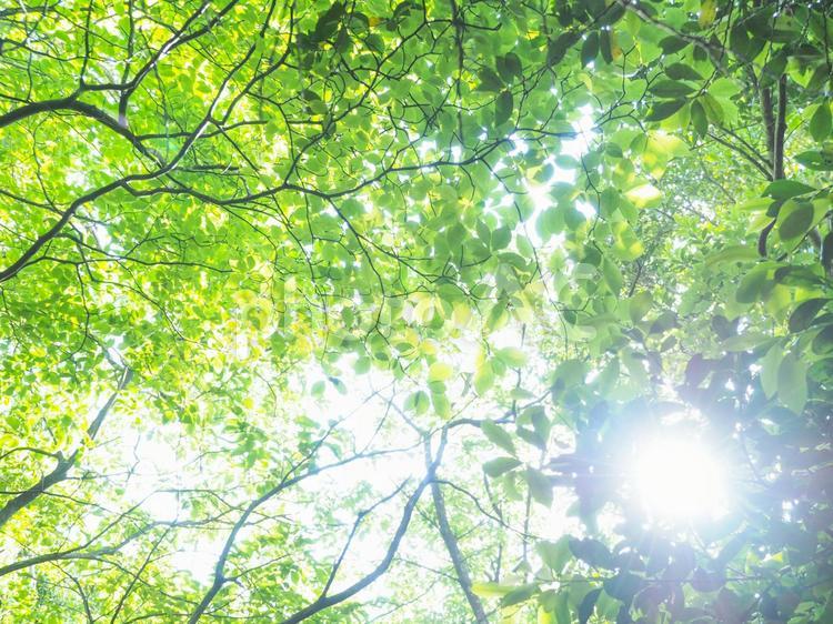 新緑の木漏れ日　グリーンイメージ 木漏れ日,新緑,緑の写真素材