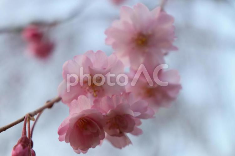 桃の花01 桃の花,アップ,薄ピンクの写真素材