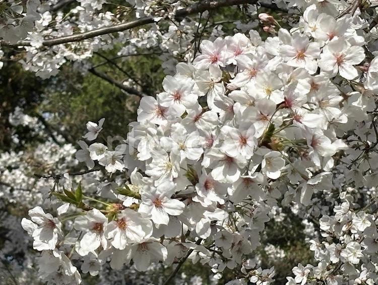 桜の花（ソメイヨシノ） 桜,さくら,サクラの写真素材