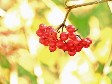 ジューシーで美味しそうなミヤマガマズミ ミヤマガマズミ,実,果実の写真素材