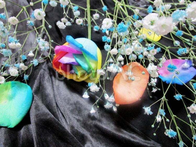 花瓶の水を倒した！ 花瓶の水を倒した！,レインボーローズ,バラの写真素材