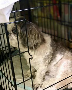 犬トイレに入るシーズーワンコさん 縦画像 犬トイレに入るシーズーワンコさん 縦画像 犬,シーズー,トイレの写真素材