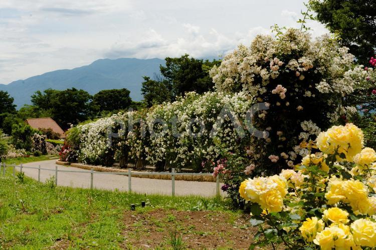 山梨県北杜市　ハイジの村　バラ展 ハイジの村,バラ展,山梨の写真素材