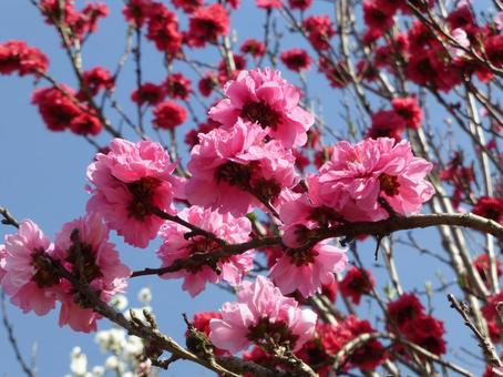 公園内で開花したピンク色のハナモモ 公園内で開花したピンク色のハナモモの写真