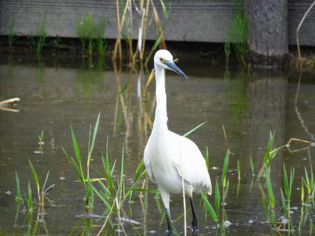 池の中を歩くコサギ 池の中を歩くコサギの写真