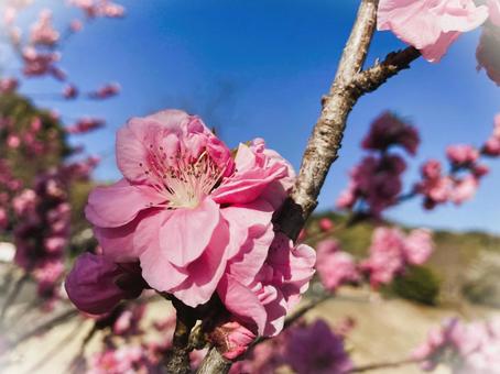 花桃 一輪 アップ 花桃 一輪 アップの写真