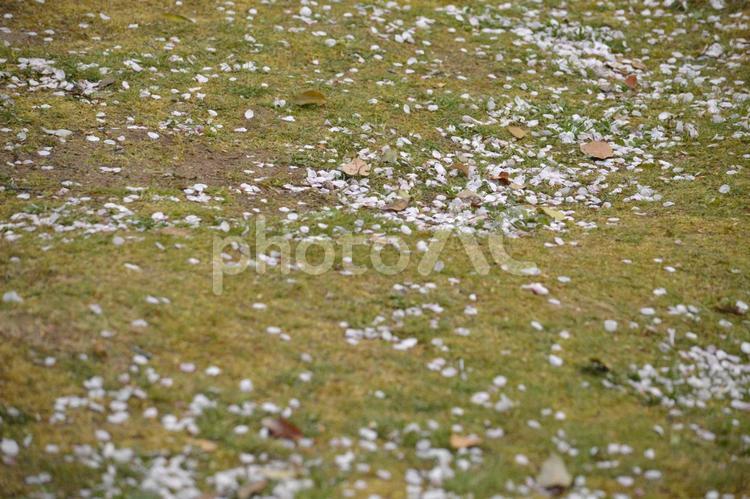 背景　桜の散った芝生 背景,テクスチャ,桜の写真素材