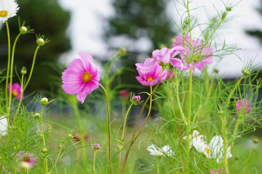 秋の花畑 〜秋桜〜 コスモス,自然,ピンクの写真素材