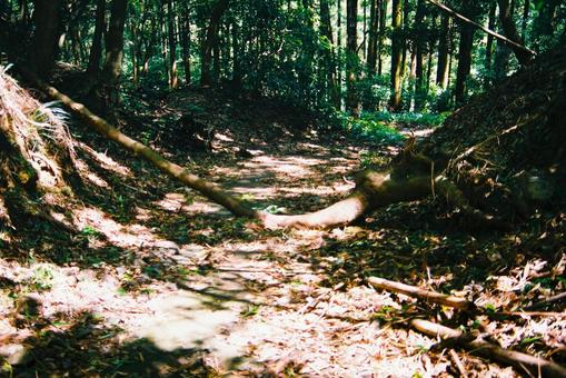 峠道の倒木 峠道,山道,宇津ノ谷峠の写真素材