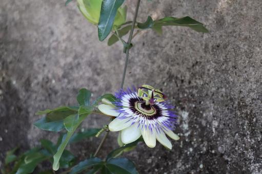 白い花びらのトケイソウの花のアップ 白い花びらのトケイソウの花のアップの写真