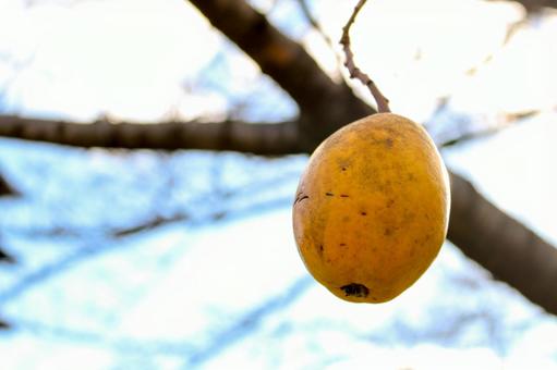 果物 果物の写真