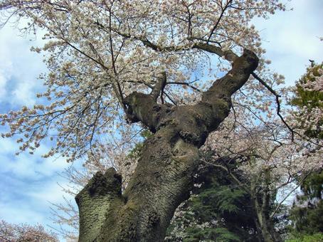 清水公園の桜-19 清水公園の桜-19の写真
