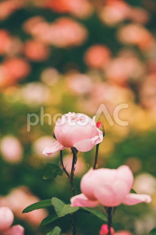 ピンクの薔薇 ピンクの薔薇,薔薇,バラの写真素材