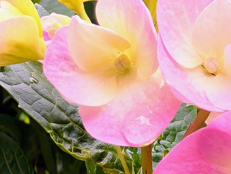 紫陽花　ピンク 紫陽花,あじさい,花の写真素材