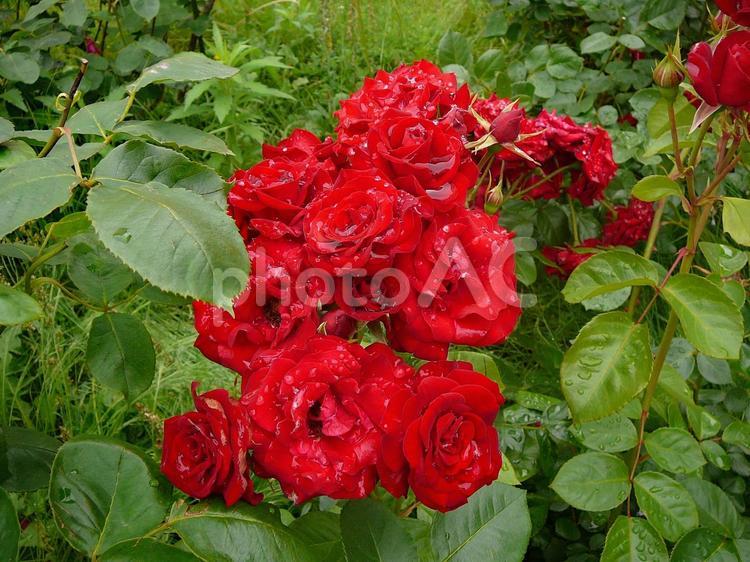 雨上がりの赤いバラ① バラ,花,植物の写真素材