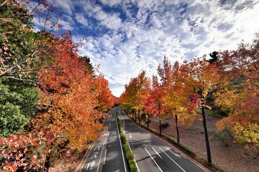 モミジバフウの並木道② 紅葉,黄葉,モミジバフウの写真素材