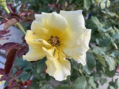 バラ　薔薇　花 バラ,薔薇,花の写真素材