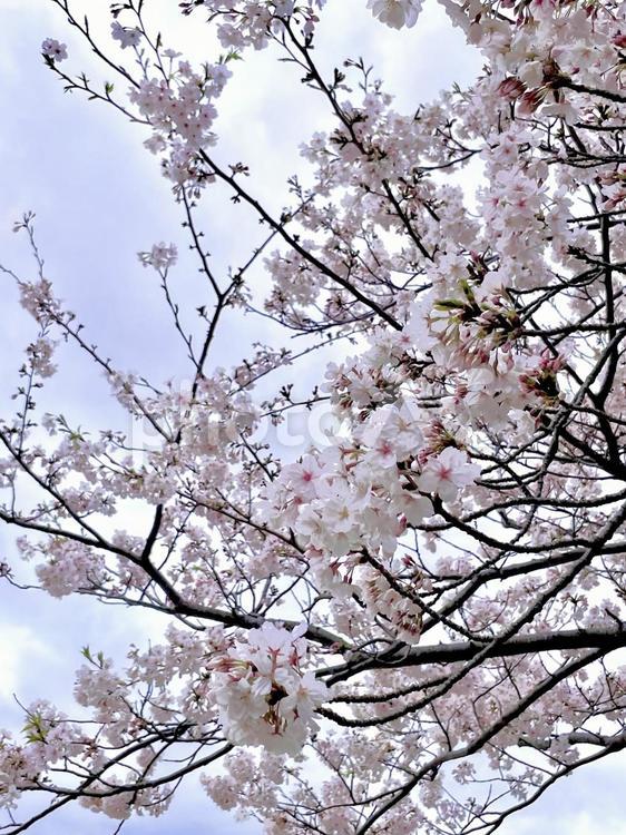 桜の枝 桜,春,さくらの写真素材