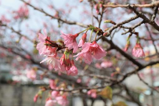 五分咲きくらいの桜 五分咲きくらいの桜 桜,花,植物の写真素材