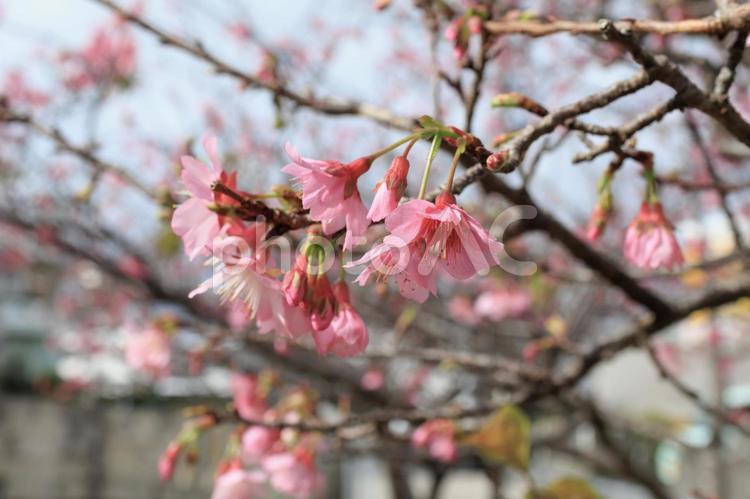 五分咲きくらいの桜 桜,花,植物の写真素材