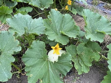 カボチャの畑 カボチャの畑 カボチャ,野菜,栽培の写真素材