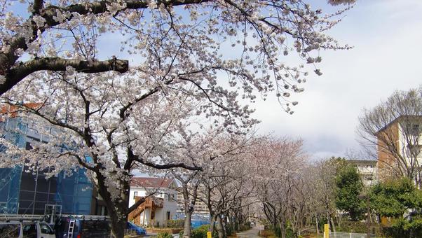 桜の季節-37 桜の季節-37 桜,木,幹の写真素材