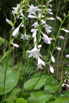 初夏から初秋に咲くギボウシの花 初夏から初秋に咲くギボウシの花の写真