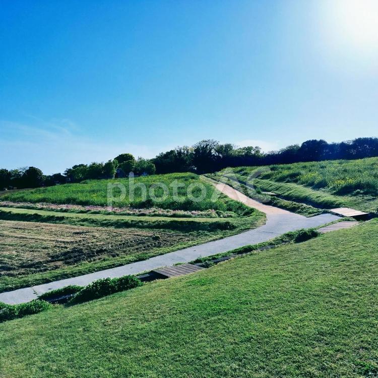 田舎道　風景写真 花,風景,芝生の写真素材