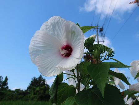 アメリカフヨウ 夏の巨大な白い花 アメリカフヨウ 夏の巨大な白い花の写真