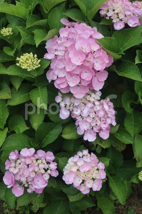 2000種以上 花,フラワー,自然の写真素材