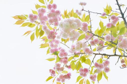 ピンクの八重桜　楊貴妃 楊貴妃,桜,ピンクの写真素材