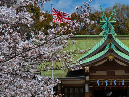旭日旗と護国神社 旭日旗,桜,軍艦旗の写真素材