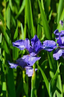 Blue Iris Flowers VanDusen Botanical Garden, JPG