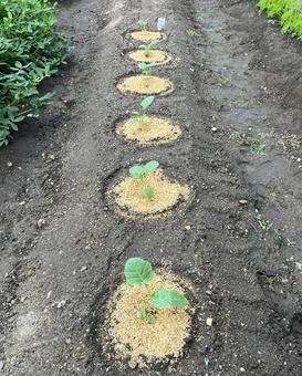 ブロッコリーの苗 ブロッコリーの苗 ブロッコリー,苗,野菜の写真素材