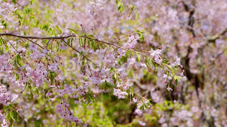 鬼怒川公園のシダレザクラ シダレザクラ,鬼怒川公園,ピンクの写真素材