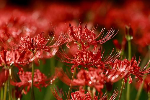 曼殊沙華 曼殊沙華の写真