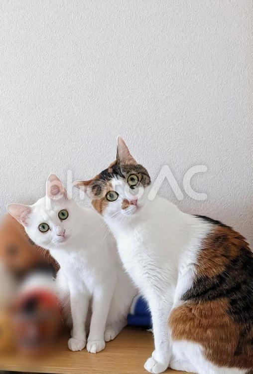 見つめる三毛猫と白猫 猫,白猫,三毛猫の写真素材