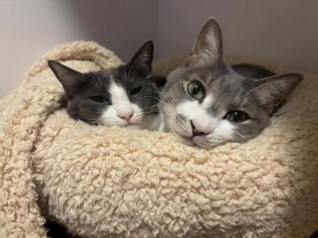 仲良し猫兄妹 ねこ,cat,かわいいの写真素材