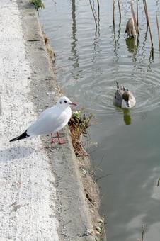 かもめとカモ かもめとカモの写真