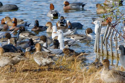 A large group of waterfowl resting on a winter pond, JPG A large group of waterfowl resting on a winter pond, JPG